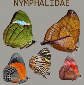 FOR SALE, Nymphalidae 