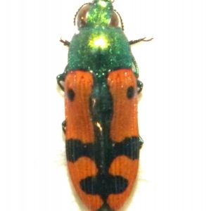 FOR SALE, Buprestidae Australia