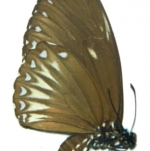 FOR SALE, Chilasa paradoxa females