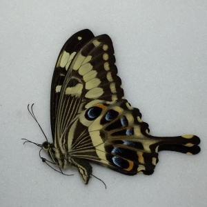 FOR SALE, Butterflies for sale from Uganda/Tanzania/England