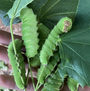 FOR SALE, POLY COCOONS