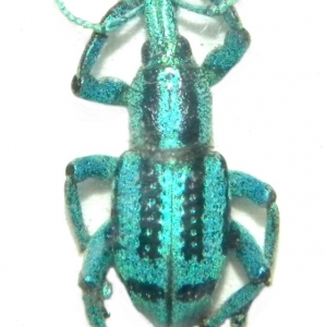 FOR SALE, Eupholus antonkozlovi