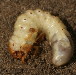 WANT TO BUY, Want to buy grubs / larvae of Melolontha species