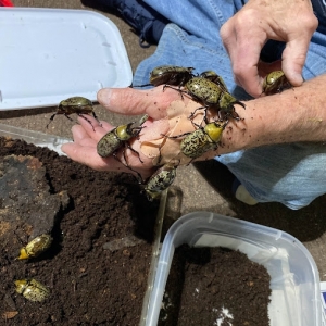 FOR SALE, Dynastes tityus grubs - L2 size, growing well