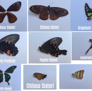 FOR SALE, Butterfly dead specimens 
