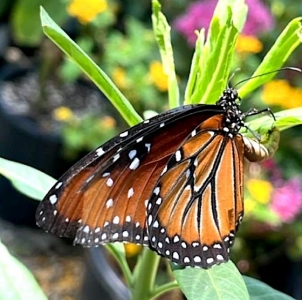 FOR SALE, Queen (Danaus gilippus) ova