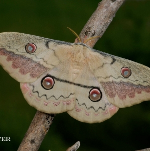 FOR SALE, Copaxa lavendera