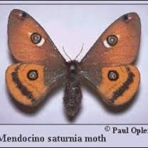 WANT TO BUY, Mendocino silkmoth eggs/pupae