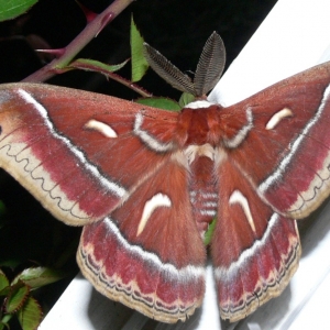 WANT TO BUY, Various California Native Lepidoptera Species
