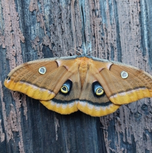 FOR SALE, Antheraea Polyphemus ova