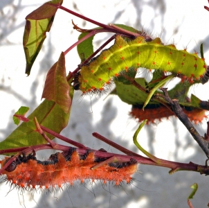 FOR EXCHANGE, Saturnia walterorum live cocoons 