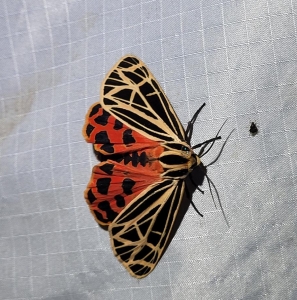 FOR SALE, Virgin Tiger Moth (Apantesis virgo) Ova