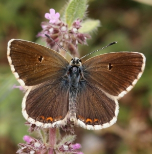 FOR SALE, Aricia morronensis boudranei