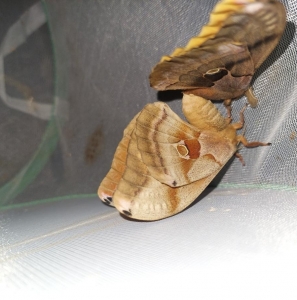 FOR SALE, Antheraea Polyphemus ova