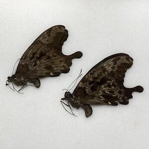 FOR SALE, Butterflies for sale: Uganda/Tanzania/Ivory Coast