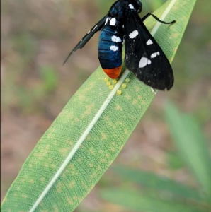 FOR EXCHANGE, SELLING AND TRADING OLEANDER WASP MOTH EGGS