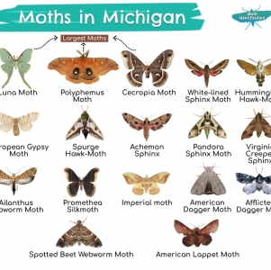 WANT TO BUY, Eggs & Cocoons of Moths