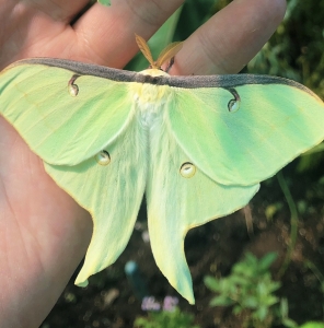 FOR SALE, Actias luna COCOONS