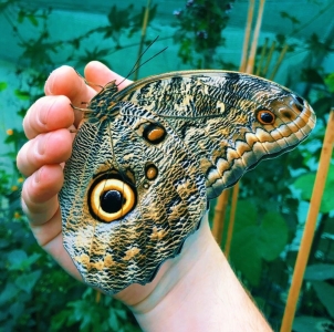 FOR SALE, Giant Owl butterfly EGGS