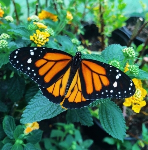 FOR SALE, Monarch EGGS/CATERPILLARS