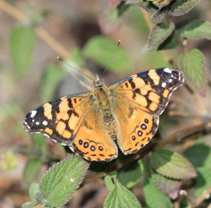 FOR SALE, Vanessa annabella eggs