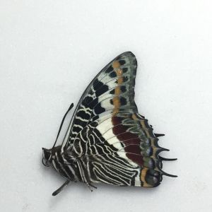 FOR SALE, Butterflies for sale from Uganda/Tanzania/England