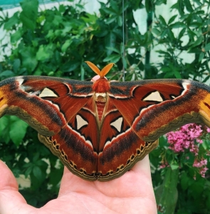 FOR SALE, Fresh Attacus atlas COCOONS 