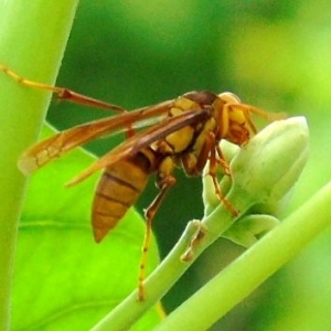 WANT TO BUY, Looking for Paper Wasps (Polistes sp)