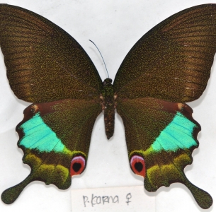 FOR SALE, Papilio Karna & BUTTERFLIES FROM INDONESIA