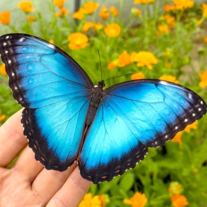 FOR SALE, Morpho (helenor) peleides eggs