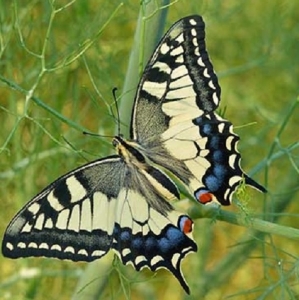FOR SALE, French butterflies at knock-down prices (1)