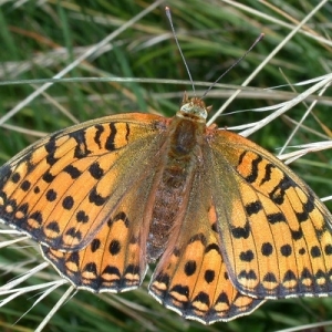 FOR SALE, French butterflies at knock-down prices (3)