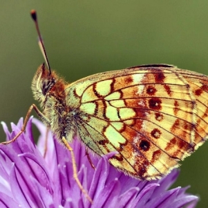 FOR SALE, French butterflies at knock-down prices (4)