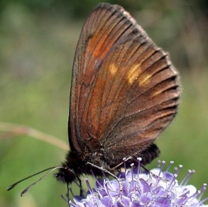 FOR SALE, French butterflies at knock-down prices (5)