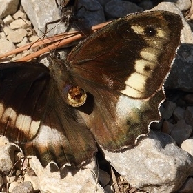 FOR SALE, French butterflies at knock-down prices (6)