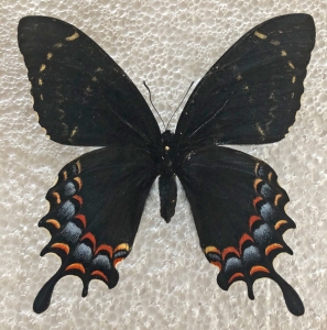 FOR SALE, PAPILIO GARAMAS  -undescribedNW Mexican segregat