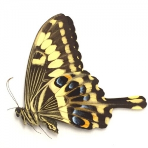 FOR SALE, Butterflies for sale from Uganda/Tanzania/England