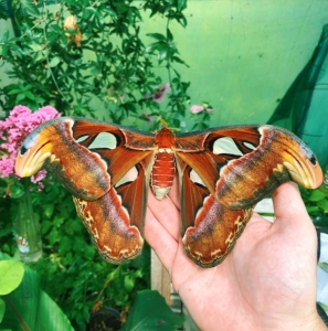 FOR SALE, Attacus atlas EGGS 