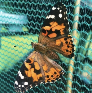 FOR SALE, Painted lady EGGS 