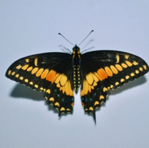 FOR SALE, Costa Rican black swallowtails EGGS 
