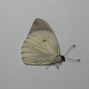 EBAY, Butterflies on offer from Uganda/Tanzania/England