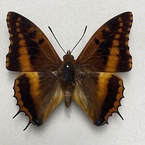 FOR SALE, Charaxes from Uganda/Tanzania