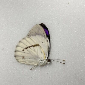 EBAY, Butterflies for sale from Uganda/Tanzania/England