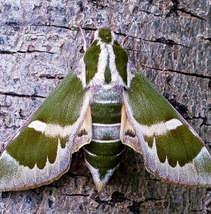 FOR SALE, Rethera komarovi ssp. boguta (SPHINGIDAE) pupae