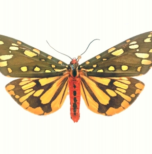 FOR SALE, Callimorpha  Himalaya