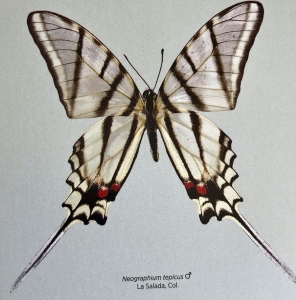 FOR SALE, new mexican Neographium