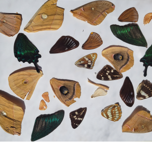 FOR SALE, A TON OF BUTTERFLY AND MOTH WINGS!
