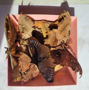 FOR SALE, A LOT OF POLYPHEMUS SPECIMENS, AND BUTTERFLY!