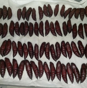 FOR SALE, Ceratomia Amyntor pupae