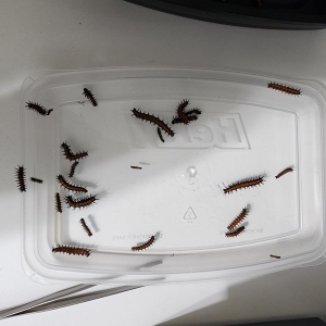 FOR SALE, Gulf Fritillary Caterpillars and Chrysalises